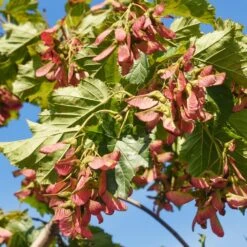 Flame Amur Maple -Green Yard Plant Store Flame Amur 7 FGT
