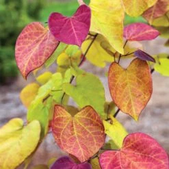 Flame Thrower® Redbud Tree -Green Yard Plant Store Flame Thrower Redbud 3