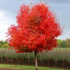 Flashfire® Maple Tree 7 Flashfire® Maple Tree -Green Yard Plant Store Flashfire Maple 1