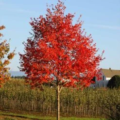 Flashfire® Maple Tree 8 Flashfire® Maple Tree -Green Yard Plant Store Flashfire Maple 2