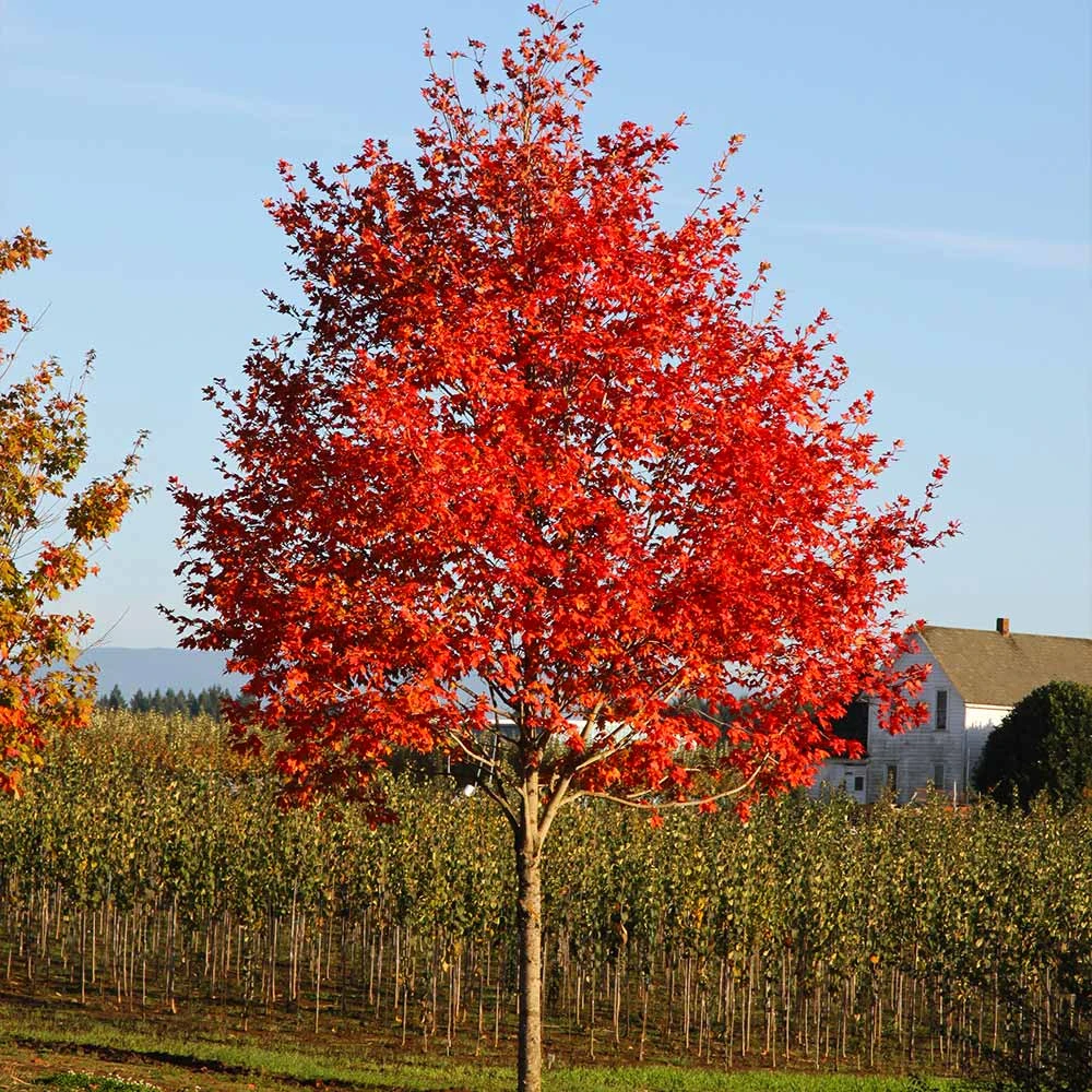 Flashfire® Maple Tree 4 Flashfire® Maple Tree - Image 4