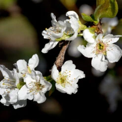 Flavor Queen Pluot® -Green Yard Plant Store Flavor Queen Pluot 3