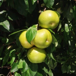 Flavor Queen Pluot® -Green Yard Plant Store Flavor Queen Pluot 4