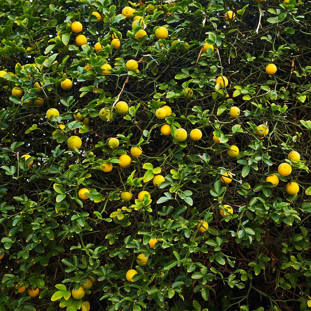 Hardy Orange Tree 'Flying Dragon' 6 Hardy Orange Tree 'Flying Dragon' - Image 6