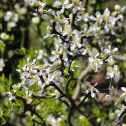 Hardy Orange Tree 'Flying Dragon' 16 Hardy Orange Tree 'Flying Dragon' -Green Yard Plant Store Flying Dragon Trifoliate orange 3 FGT