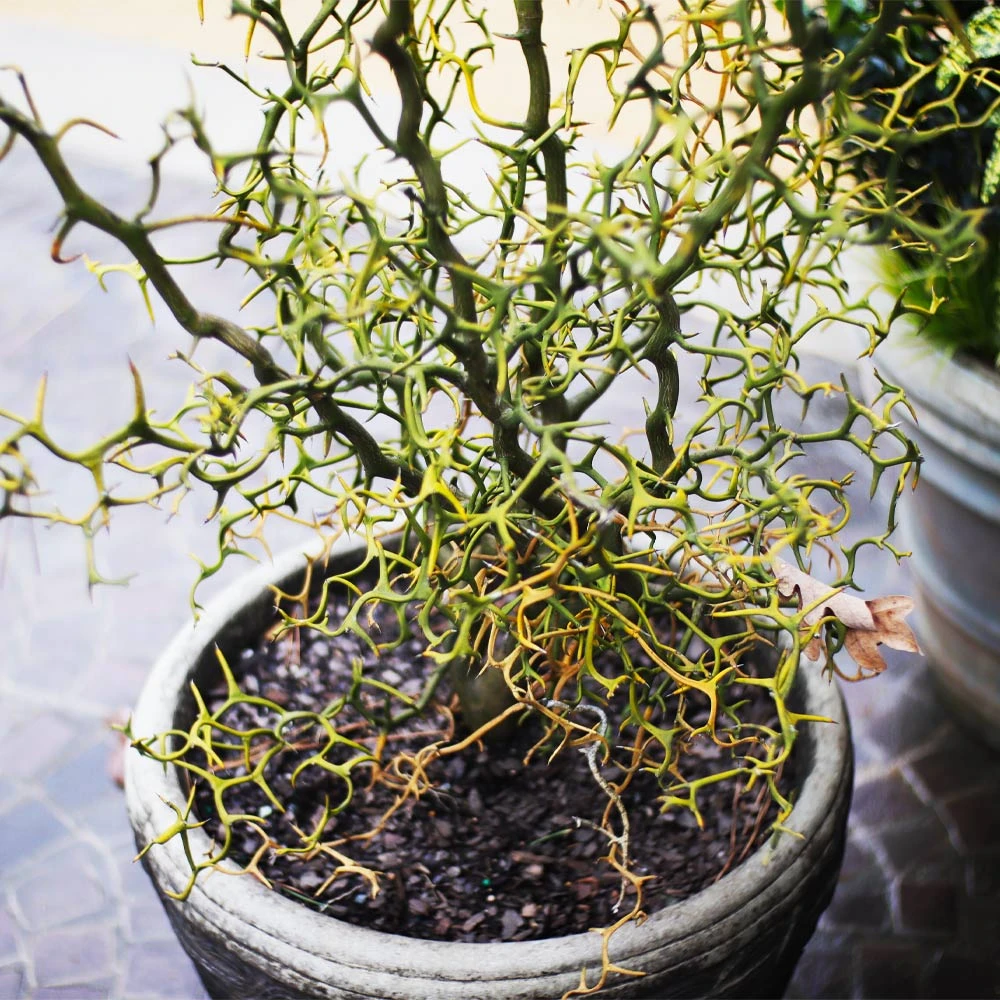 Hardy Orange Tree 'Flying Dragon' 4 Hardy Orange Tree 'Flying Dragon' - Image 4