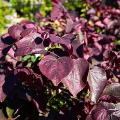 Forest Pansy Redbud 7 Forest Pansy Redbud -Green Yard Plant Store Forest Pansy Redbud 1