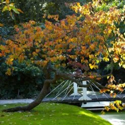 Forest Pansy Redbud 9 Forest Pansy Redbud -Green Yard Plant Store Forest Pansy Redbud 2