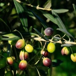 Frantoio Olive Tree -Green Yard Plant Store Frantoio Olive 2 BB