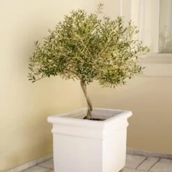 Frantoio Olive Tree -Green Yard Plant Store Frantoio Olive FGT