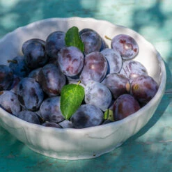 French Prune Tree -Green Yard Plant Store French Prune Plum 3