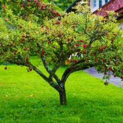 Fuji Apple Tree - USDA Organic 8 Fuji Apple Tree - USDA Organic -Green Yard Plant Store Fuji Apple 6