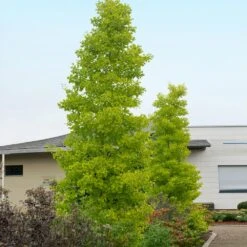 Goldspire™ Ginkgo Tree 7 Goldspire™ Ginkgo Tree -Green Yard Plant Store GOldspire Ginkgo Tree 2 FGT
