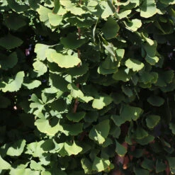 Goldspire™ Ginkgo Tree 9 Goldspire™ Ginkgo Tree -Green Yard Plant Store GOldspire Ginkgo Tree 8