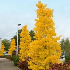 Goldspire™ Ginkgo Tree