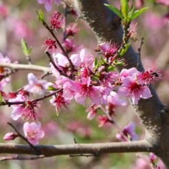 Galaxy Peach Tree 11 Galaxy Peach Tree -Green Yard Plant Store Galaxy Peach Tree 1