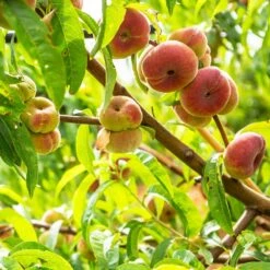 Galaxy Peach Tree 9 Galaxy Peach Tree -Green Yard Plant Store Galaxy Peach Tree 3