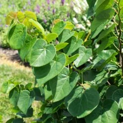 Garden Gems® Emerald Redbud Tree -Green Yard Plant Store Garden Gems Emerald 1