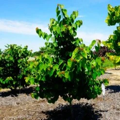 Garden Gems® Emerald Redbud Tree -Green Yard Plant Store Garden Gems Emerald 3