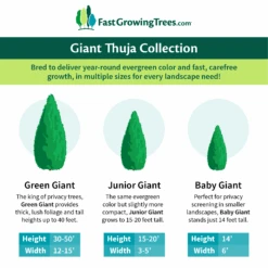 Junior Giant Thuja Tree -Green Yard Plant Store GiantThujaCollectionGraphic 46da212d 75c4 4b15 9d43 0f7dc11664cd