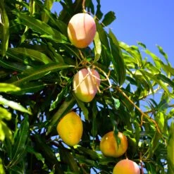 Salsa Kit -Green Yard Plant Store Glenn Mango 6