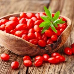 Goji Berry -Green Yard Plant Store Goji Berry 4