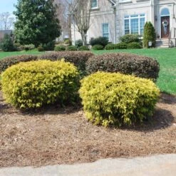 Gold Mop Cypress 6 Gold Mop Cypress -Green Yard Plant Store Gold Mop Cypress 1 FGT