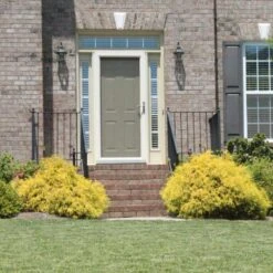 Gold Mop Cypress 7 Gold Mop Cypress -Green Yard Plant Store Gold Mop Cypress 2 FGT