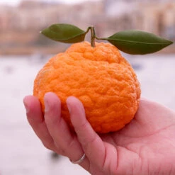 Gold Nugget Mandarin Tree -Green Yard Plant Store Gold Nugget Manderine Tree 7