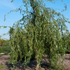 Golden Curls' Corkscrew Willow -Green Yard Plant Store Golden Curls Willow 1