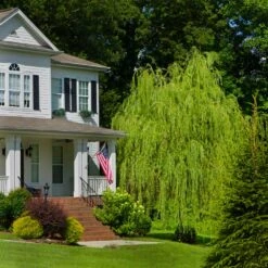 Golden Curls' Corkscrew Willow -Green Yard Plant Store Golden Curls Willow 4