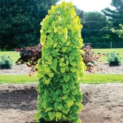 Golden Falls® Redbud Tree -Green Yard Plant Store Golden Falls Redbud 1