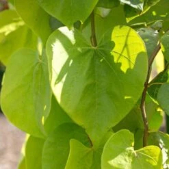 Golden Falls® Redbud Tree -Green Yard Plant Store Golden Falls Redbud 2