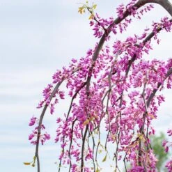 Golden Falls® Redbud Tree -Green Yard Plant Store Golden Falls Redbud 3