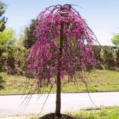 Golden Falls® Redbud Tree -Green Yard Plant Store Golden Falls Redbud 4