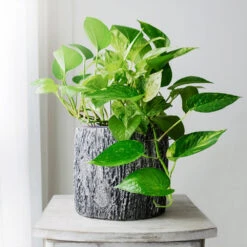 Boho House Plant Kit 10 Boho House Plant Kit -Green Yard Plant Store Golden Pothos 1 BB