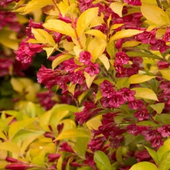 Golden Jackpot® Weigela Shrub 6 Golden Jackpot® Weigela Shrub -Green Yard Plant Store Golden jackpot Weigela 2