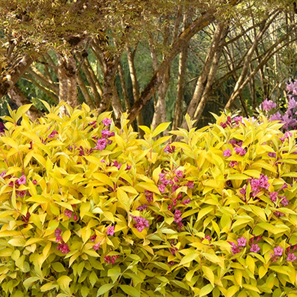 Golden Jackpot® Weigela Shrub 4 Golden Jackpot® Weigela Shrub - Image 4