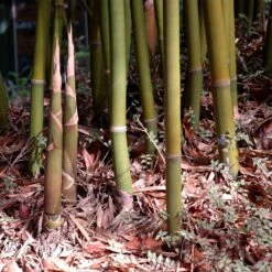 Graceful Bamboo 6 Graceful Bamboo -Green Yard Plant Store Graceful Bamboo 3 FGT