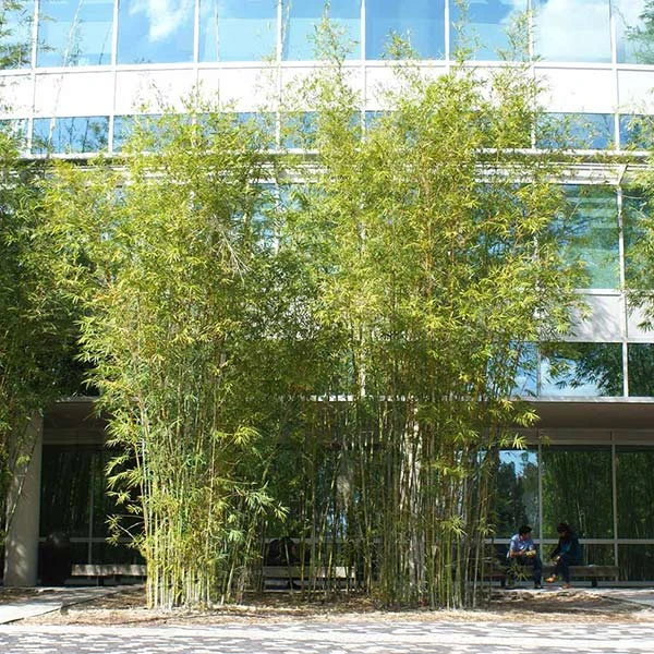 Graceful Bamboo 1 Graceful Bamboo