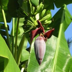 Grand Nain 'Naine' Banana Tree 8 Grand Nain 'Naine' Banana Tree -Green Yard Plant Store Grand Naine Nain Banana 6