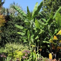 Grand Nain 'Naine' Banana Tree 9 Grand Nain 'Naine' Banana Tree -Green Yard Plant Store Grand Naine Nain Banana 7 FGT