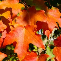 Green Mountain Sugar Maple Tree -Green Yard Plant Store Green Mountain Sugar Maple 2