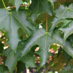 Green Mountain Sugar Maple Tree -Green Yard Plant Store Green Mountain Sugar Maple 3