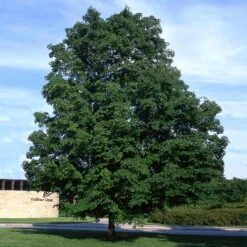 Green Mountain Sugar Maple Tree -Green Yard Plant Store Green Mountain Sugar Maple 4