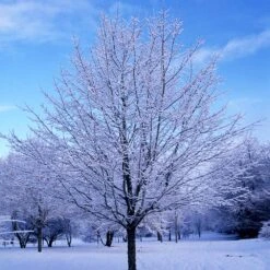 Green Mountain Sugar Maple Tree -Green Yard Plant Store Green Mountain Sugar Maple 5