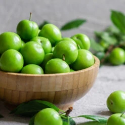 Green Gage Plum -Green Yard Plant Store Green Gage Plum 2