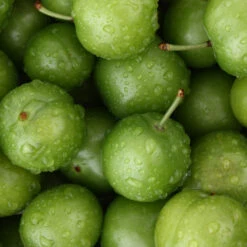 Green Gage Plum -Green Yard Plant Store Green Gage Plum 4