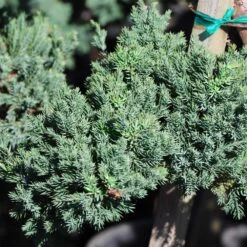Green Mound Juniper Topiary 5 Green Mound Juniper Topiary -Green Yard Plant Store Green Mound JUniper 3 FGT 95b457e9 9712 4329 b324 05ec99fb2809