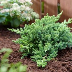 Green Mound Juniper -Green Yard Plant Store Green Mound Juniper 3 FGT